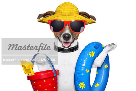 dog ready for beach with bucket swim ring and funny hat
