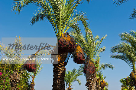 Plantation of Date Palms in the Jordan Valley, Israel