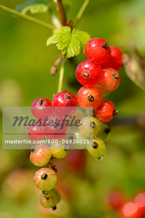 Close-up of Red Currants (Ribes rubrum) in Garden in Spring, Bavaria, Germany