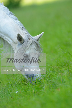 Portrait of a Connemara horse on a paddock, Germany