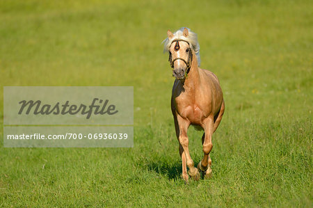 Connemara stallion running on a big paddock, Germany