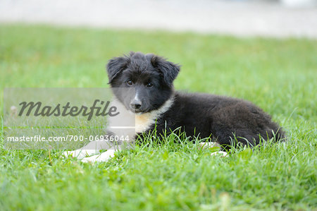 Close-up of mixed breed puppy outdoors in summer, Germany