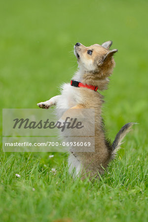 Close-up of Chihuahua Puppy Outdoors in Summer, Bavaria, Germany Close-up of Chihuahua Puppy Outdoors in Summer, Bavaria, Germany