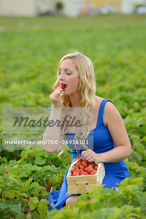 Young woman in a strawberryfield eating a strawberry, Bavaria, Germany