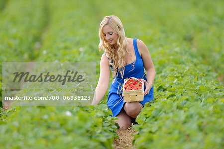 Young woman in a strawberryfield with a basket full of strawberries, Bavaria, Germany Young woman in a strawberryfield with a basket full of strawberries, Bavaria, Germany