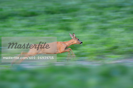 Running European Roe Deer (Capreolus capreolus) Doe on Meadow, Hesse, Germany