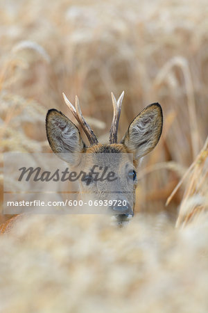 European Roebuck (Capreolus capreolus) in Wheat Field in Summer, Hesse, Germany