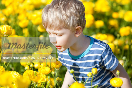 cute little boy at the ranunculus field