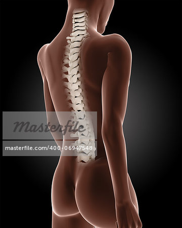 3D render of a female medical skeleton with close up on back