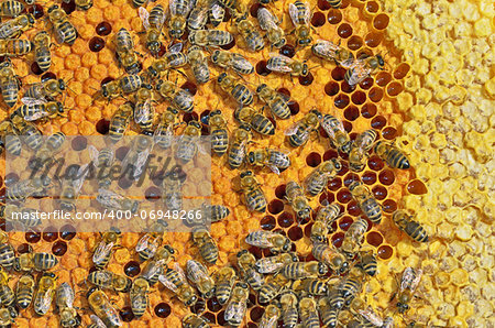 macro shot of bees swarming on a honeycomb