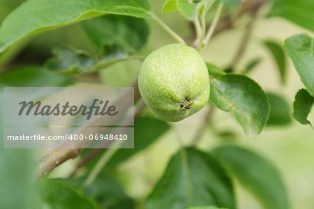 pear growing on the tree, close up photo