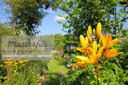 Yellow lily in front of a beautiful garden