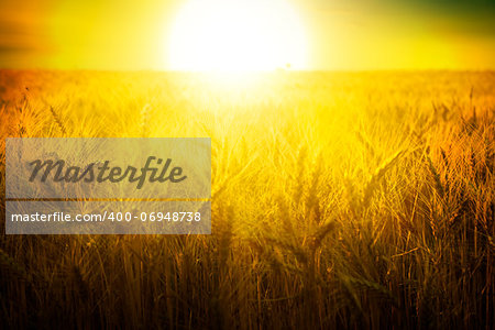 Wheat field under blue sky. Golden sunset in wide meadow. Ukraine.