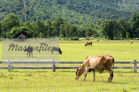 Cows on green meadow in Thailand