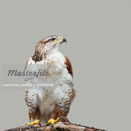 Close up of Buteo regalis isolate on grey background. Photo taken at Ailwee, Birds of Prey center, Ireland.