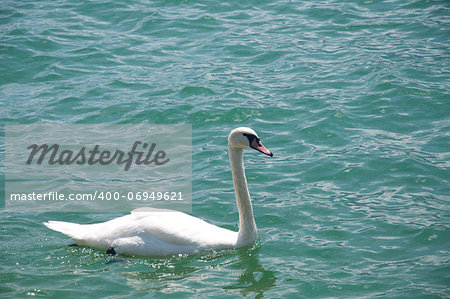 A swan swimming in Lake Geneva