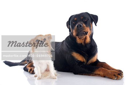 portrait of a purebred rottweiler and puppy chihuahua in front of white background