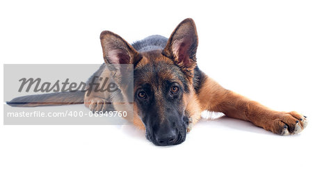 portrait of a  puppy purebred german shepherd in front of white background