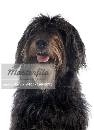 portrait of a pyrenean sheepdog in front of a white background