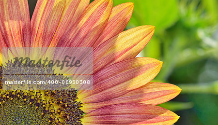 yellow and red sunflower shoot in summer