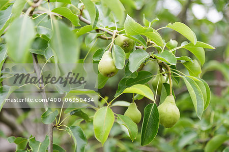 growing pears on the tree, organic food