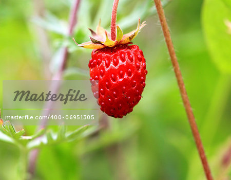 Delicious berry strawberry