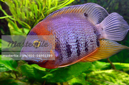 colorful aquarium fish on a background of green vegetation