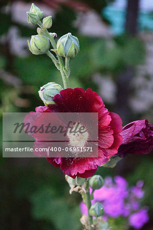 dark red mallow flower with green buds undeployed