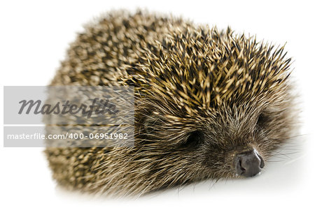 Sleeping hedgehog isolated on white background.