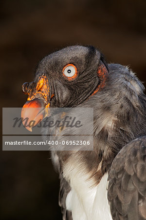 Portrait of a American king vulture (Sarcoramphus papa)