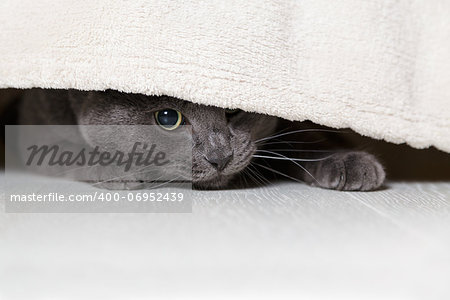 british gray cat looking from under bed, horizontal