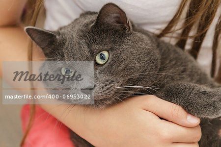 british shorthair cat in girls hands, relaxing