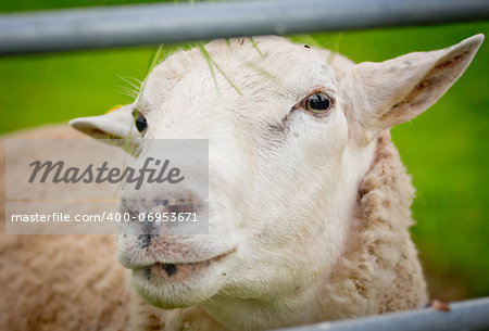 A close up photo of a sheep