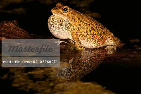 Male olive toad (Amietophrynus garmani) calling during the night, South Africa