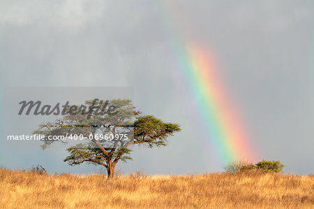Desert landscape with a colorful rainbow and Acacia tree, Kalahari, South Africa