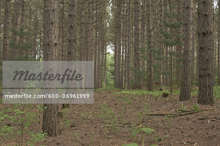 Forest at Joker's Hill, near Newmarket, King Township, Ontario, Canada