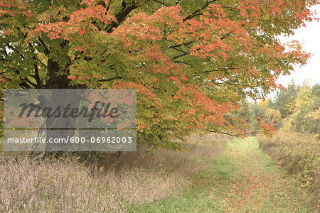 Tree with Autumn Leaves, Joker's Hill, near Newmarket, King Township, Ontario, Canada