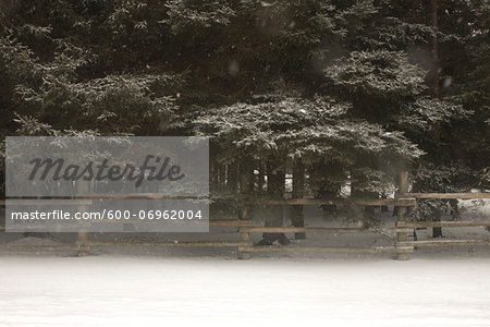 Snowfall with Trees and Wooden Fence, Newmarket, Ontario, Canada