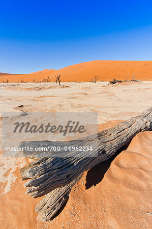 Dead Vlei, Namib-Naukluft National Park, Namib Desert, Sossusvlei Region, Namibia, Africa