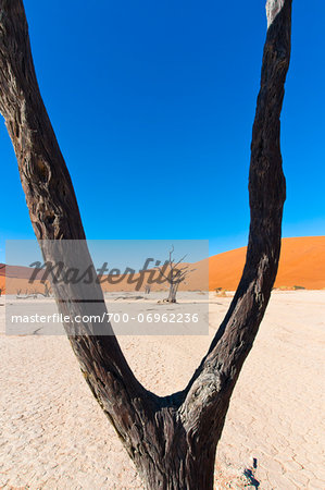 Dead Vlei, Namib-Naukluft National Park, Namib Desert, Sossusvlei Region, Namibia, Africa