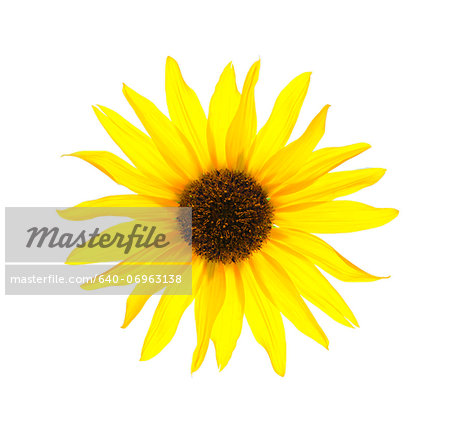 Close up of yellow sunflower on white background, studio shot