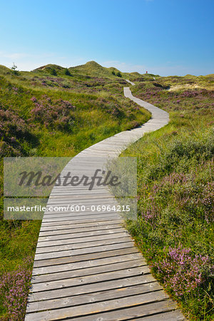 Wooden Walkway through Dunes, Summer, Norddorf, Amrum, Schleswig-Holstein, Germany