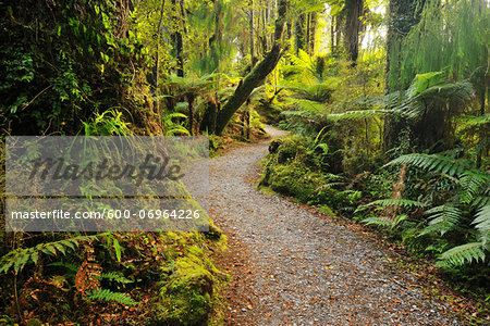 Path through Temperate Rain Forest, Haast, West Coast, South Island, New Zealand