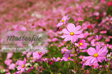 Cosmos flowers