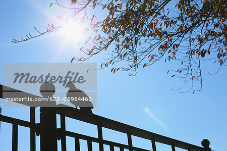 Pigeon on metal fence