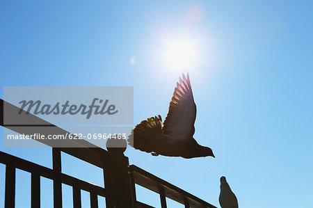 Pigeon flying