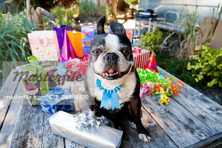 Boston terrier dog with birthday presents