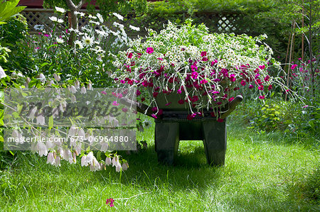 Wheelbarrow full of flowers in garden