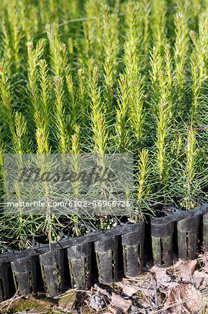 Plants in garden, high angle view