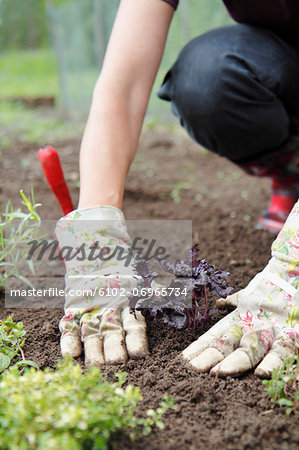 Woman planting herbs
